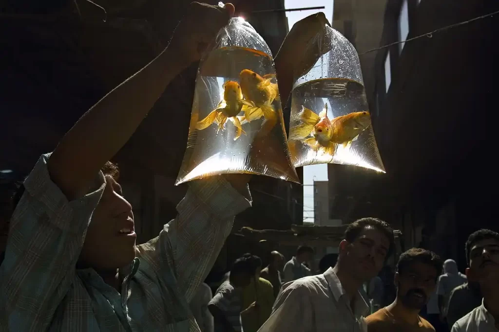 Фото Сергея Максимишина: Продавец золотых рыбок. Багдад, Ирак, 2002